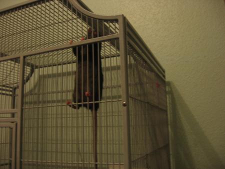 CHOCOLAT  AIME LA GRIMPETTE .