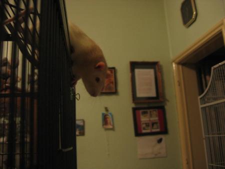 TUBIZE REGARDE LA MAISON DE SA COPINE CHOCOLAT  .