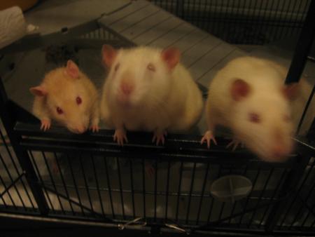 LES  TROIS CHAMPIONS  .