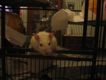 KIWI AIMERAI FAIRE UN PETIT TOUR AUSSI !!!!!!!!  .