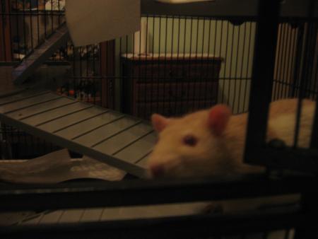 TUBIZE VEUT SORTIR UN PEU ! .