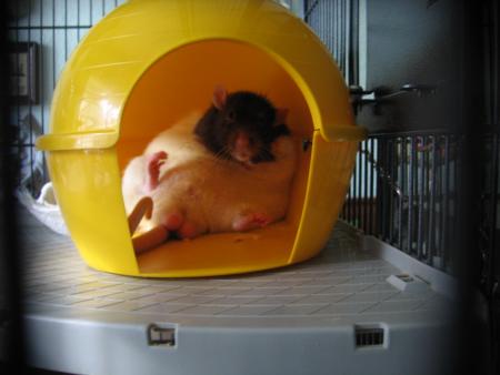 PFUUUUUUUU  CHALEUR  -- CHALEUR  POUR LUCKY  !!!!  LOL  .