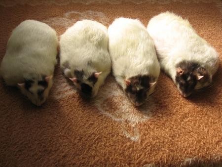 4 CHERIES NOUS ONT QUITTES  .