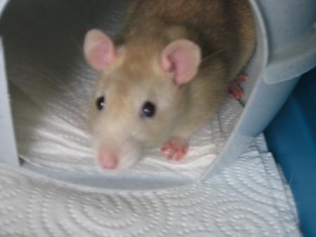 NOUVEAU  VENU  ETANE BIENVENUE  CHEZ  MAMY ET PAPY