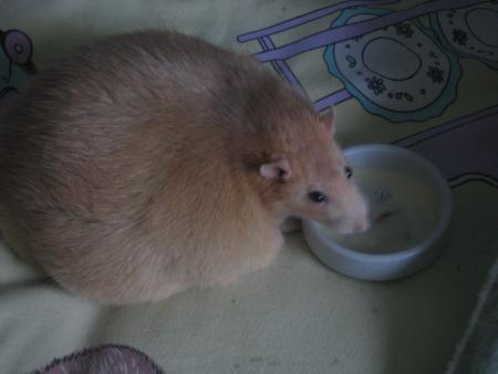 NOTRE  BEAU  GROS  NOUNOURS .