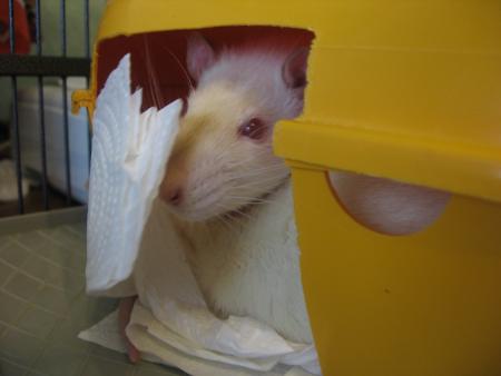 KIWI LE FRERE DE KILO .