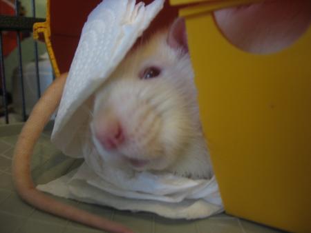 KILO ET LES CHAPEAUX .