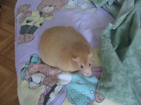 ETANE NOTRE BEAU RATOU  .