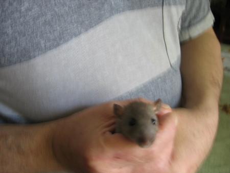 BENJI LE BEAU CHERI .