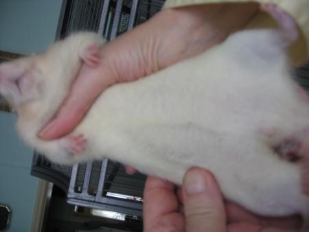 TUBIZE OPERE 2  EME  PHOTO .