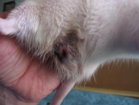 TUBIZE 2 EME OPERE  CE VENDREDI  .