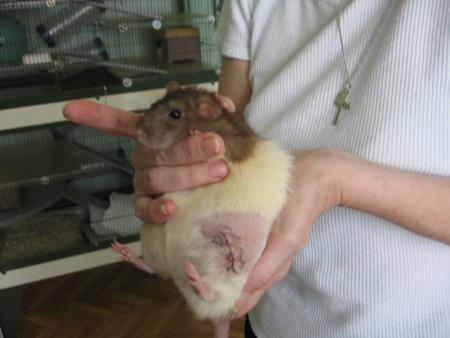 TUMEUR MAMMAIRE DE VICKY  .