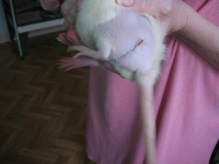 TUMEUR MAMMAIRE DE NADIA  .