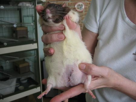 TUMEUR MAMMAIRE DE SHIKA  .