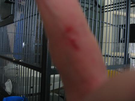 PAPY COLLECTIONNE  LES  MORSURES  .