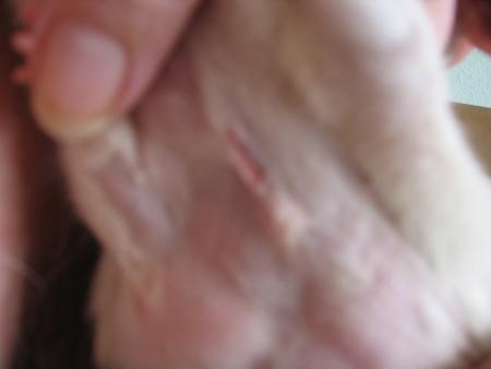 LA  CICATRICE  DE  RITA  .