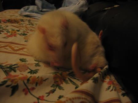 MILOU  PREND  DE  L ' �GE   .