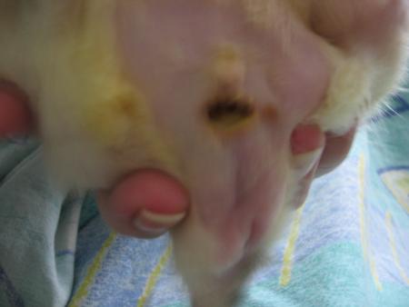 SOINS TOUS LES JOURS POUR TOMMY .