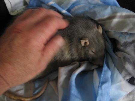 SAPHIR  EST  TRES  TRISTE