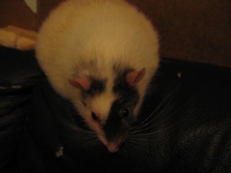 PACHA  COMPAGNON  DE  CAGE  DE MILOU  .