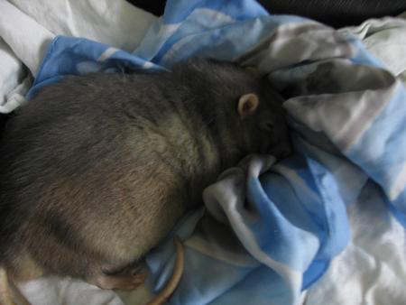 SAPHIR  EST TRES TRISTE .