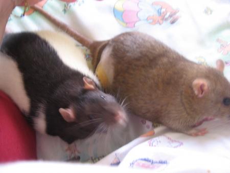 JASON ET SULTAN LES COPINES  .