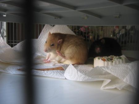 CANNELLE & CHOCOLAT .