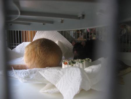 CANNELLE & CHOCOLAT .