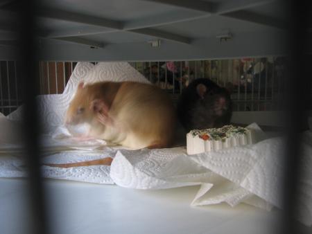 CANNELLE & CHOCOLAT .