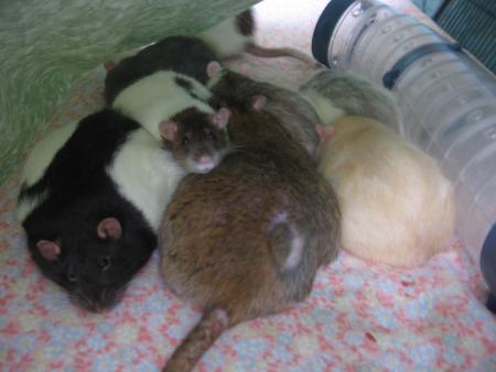 NOS 8 FIFILLES ATTENDENT LEURS MAISON  .