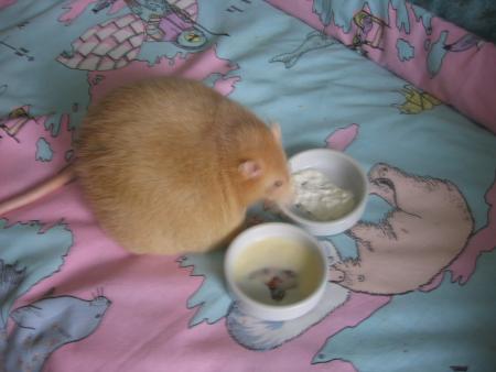 NOTRE CHOUCHOU ETANE .