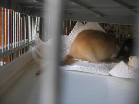 CANNELLE  ET   CHOCOLAT   .