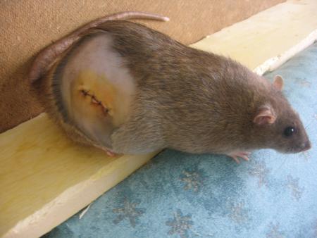 SULTAN SE REMET DOUCEMENT .