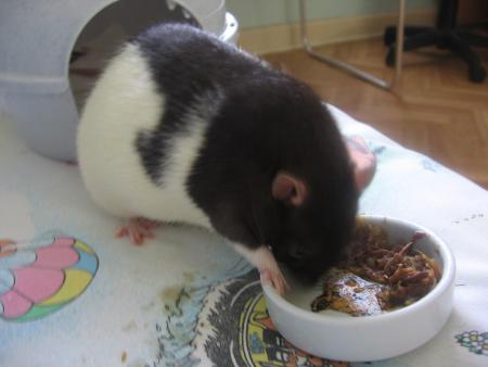 JASON  L  AMIE DE SULTAN  .