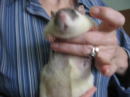 LES 2 TUMEURS DE  LUNA  .