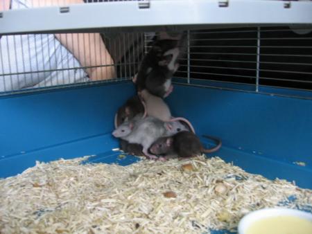 LES NOUVEAUX    ARRIVES  !!  .