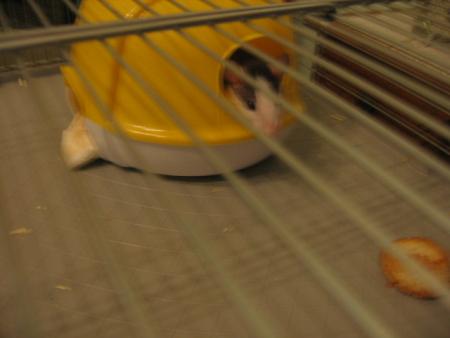 LES NOUVEAUX ARRIVES  2  .