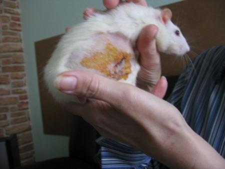 L'OPERATION  DE LA TUMEUR DE SUZY