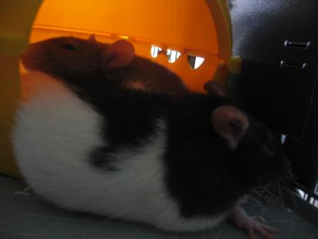  LES NOUVELLES VENUES DE BRUXELLES   19/10/2006