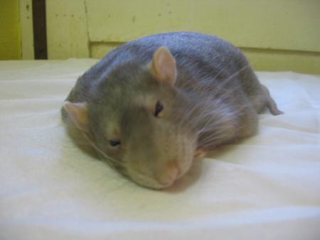 UN ANGE NOUS A ENCORE QUITTE   .