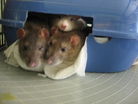 RICKY - CHICO  & RAFA  .