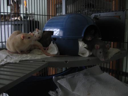 LE REVEIL MATINAL   .