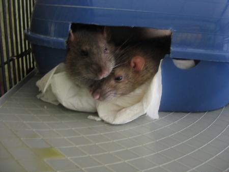 VRAIMENT MIMI TOUTES LES DEUX