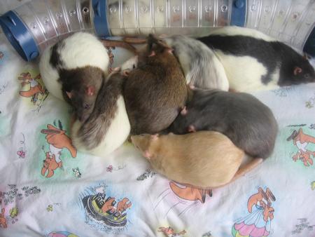 LA RIBAMBELLE DES FILLES