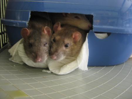 LES BELLES GUEULLES D' AMOUR .