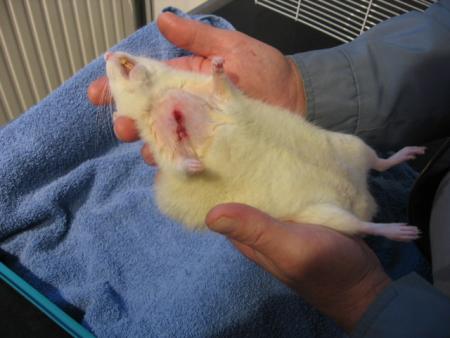 PLAIE SOIGNEE  (  LOULOU  )  .