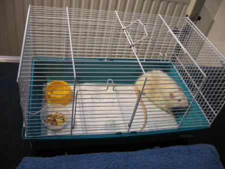 LOULOU SE REVEILLE .