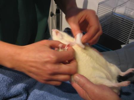 NETTOYAGE DE LA PLAIE DE  (   LOULOU  )   TERMINER .