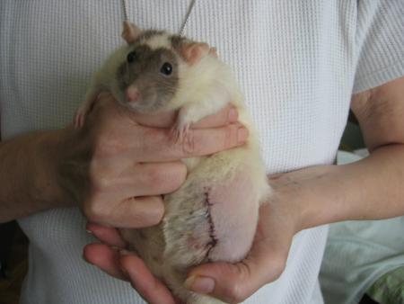 ENCORE UNE OPERATION POUR FANNY .