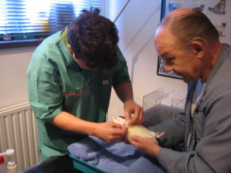 NETTOYAGE DE LA PLAIE DE   (  LOULOU  )  .